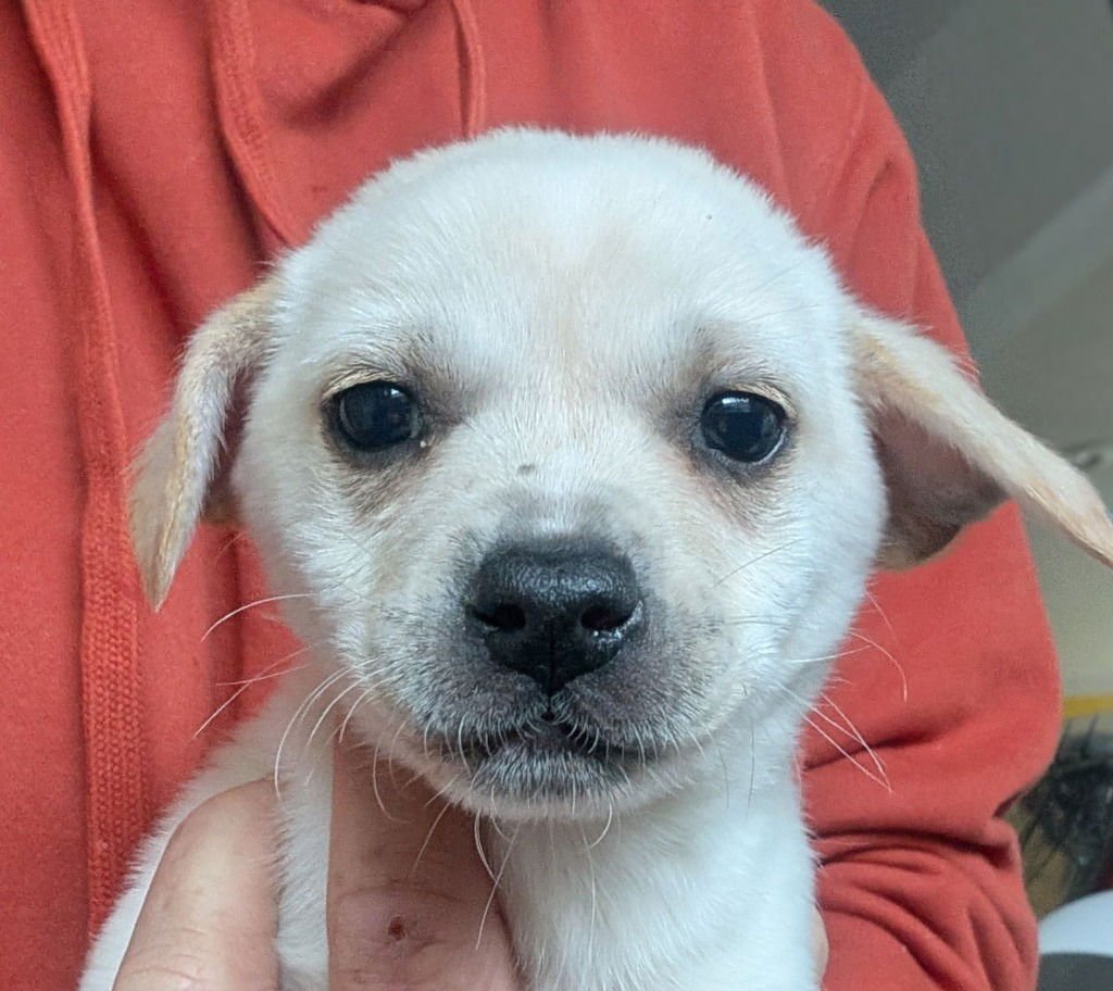 GARY THE SNAIL - Beagle / Wirehaired Fox Terrier available for adoption