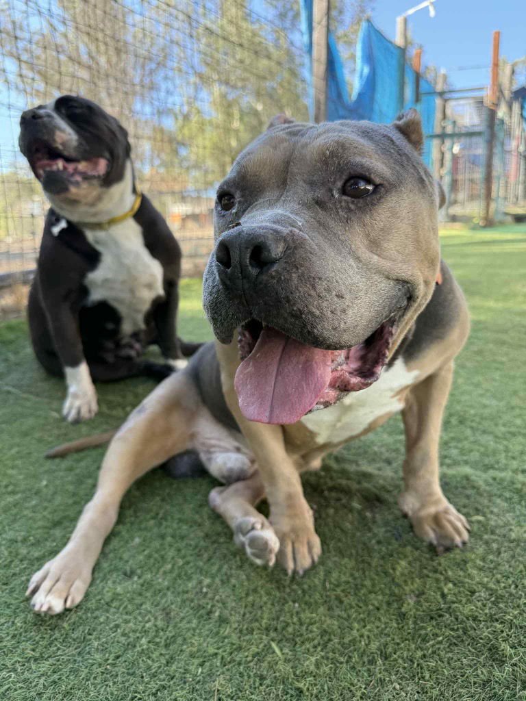 STRIDER - Staffordshire Bull Terrier / American Staffordshire Terrier available for adoption