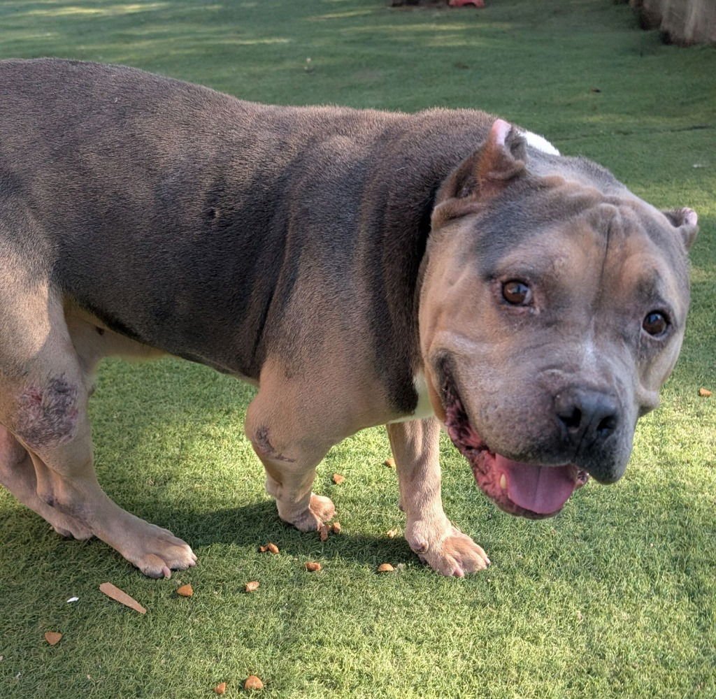 STRIDER - Staffordshire Bull Terrier / American Staffordshire Terrier available for adoption