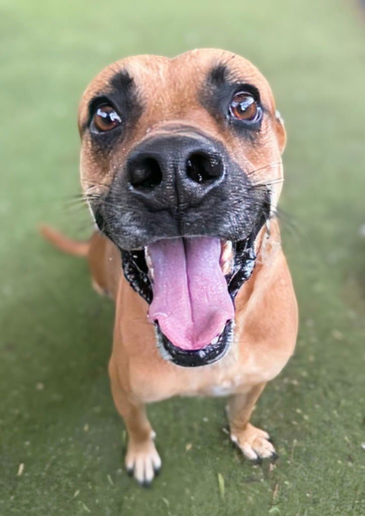 ARCHER - Boxer / Labrador Retriever available for adoption