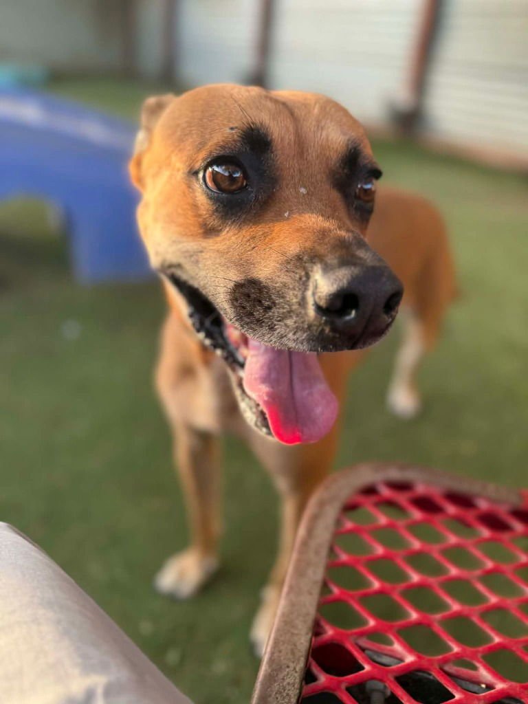 ARCHER - Boxer / Labrador Retriever available for adoption