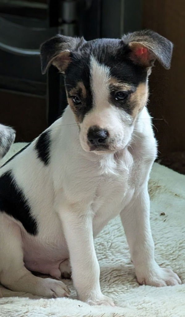 STICKY FINS WHITING - Terrier / Beagle available for adoption