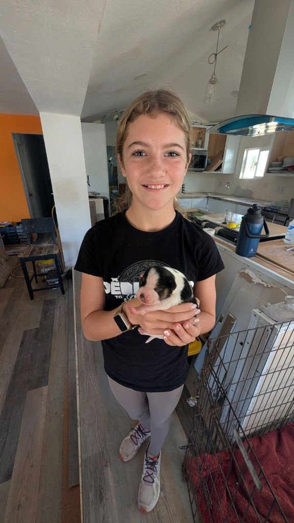 STICKY FINS WHITING - Terrier / Beagle available for adoption