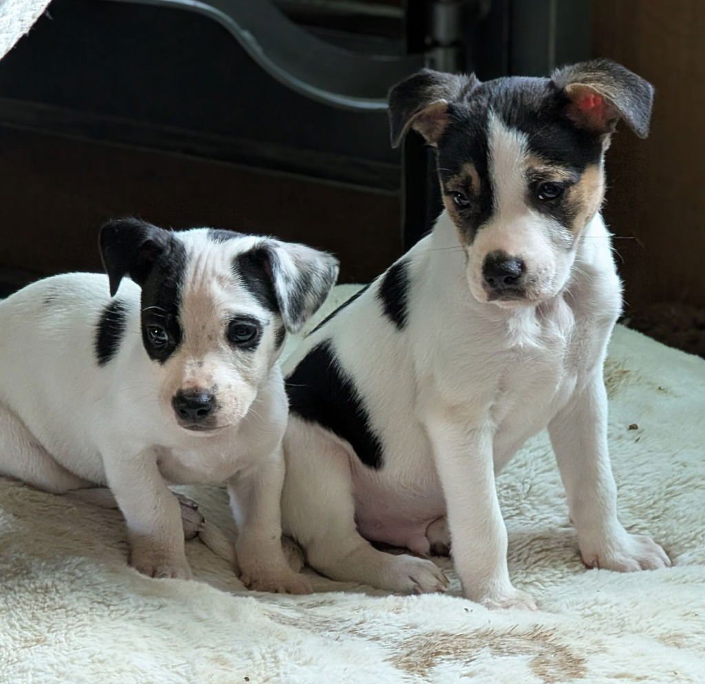 Sticky Fins Whiting - Photo 3