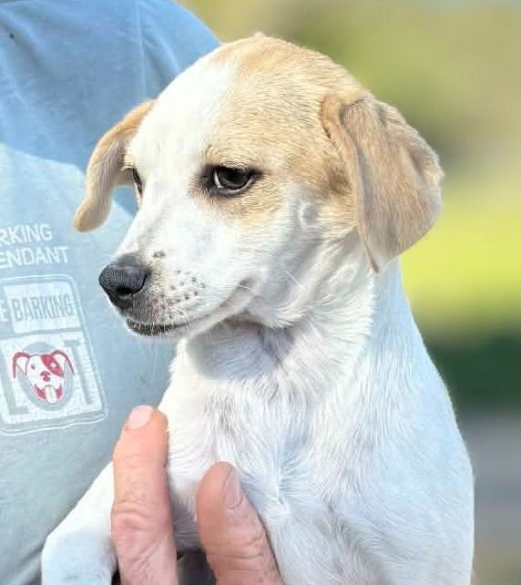 ALLMEN - Chihuahua / Beagle available for adoption