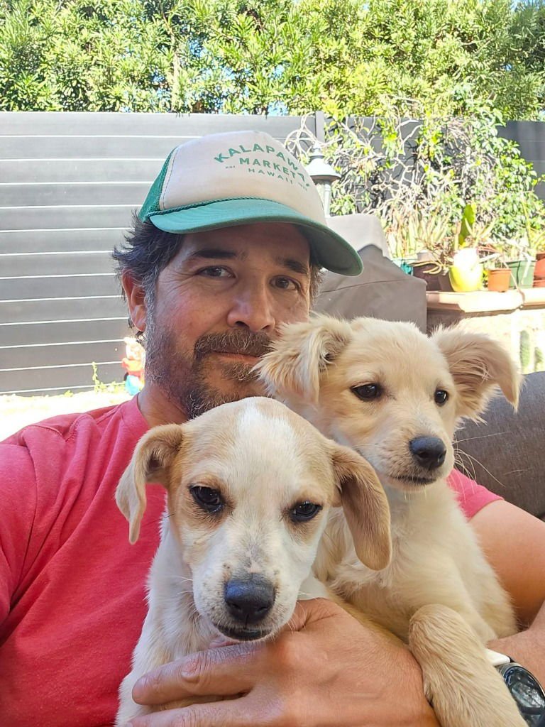 ALLMEN - Chihuahua / Beagle available for adoption