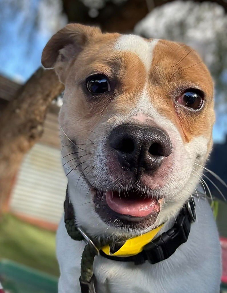 ECLIPSE - Corgi / French Bulldog available for adoption