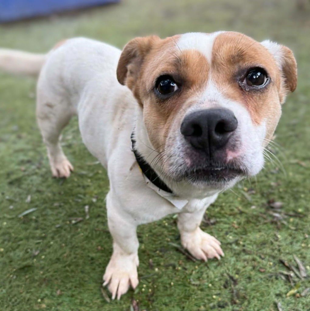 ECLIPSE - Corgi / French Bulldog available for adoption