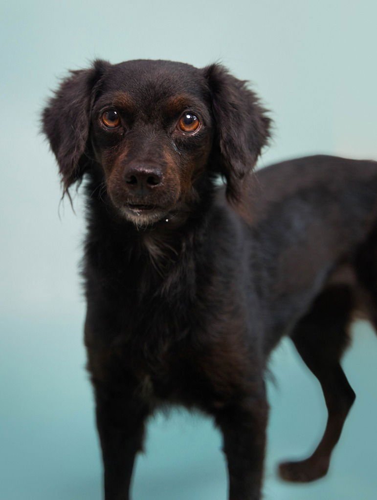 KOMBANGWA (SOI DOG) - Spaniel / Dachshund available for adoption
