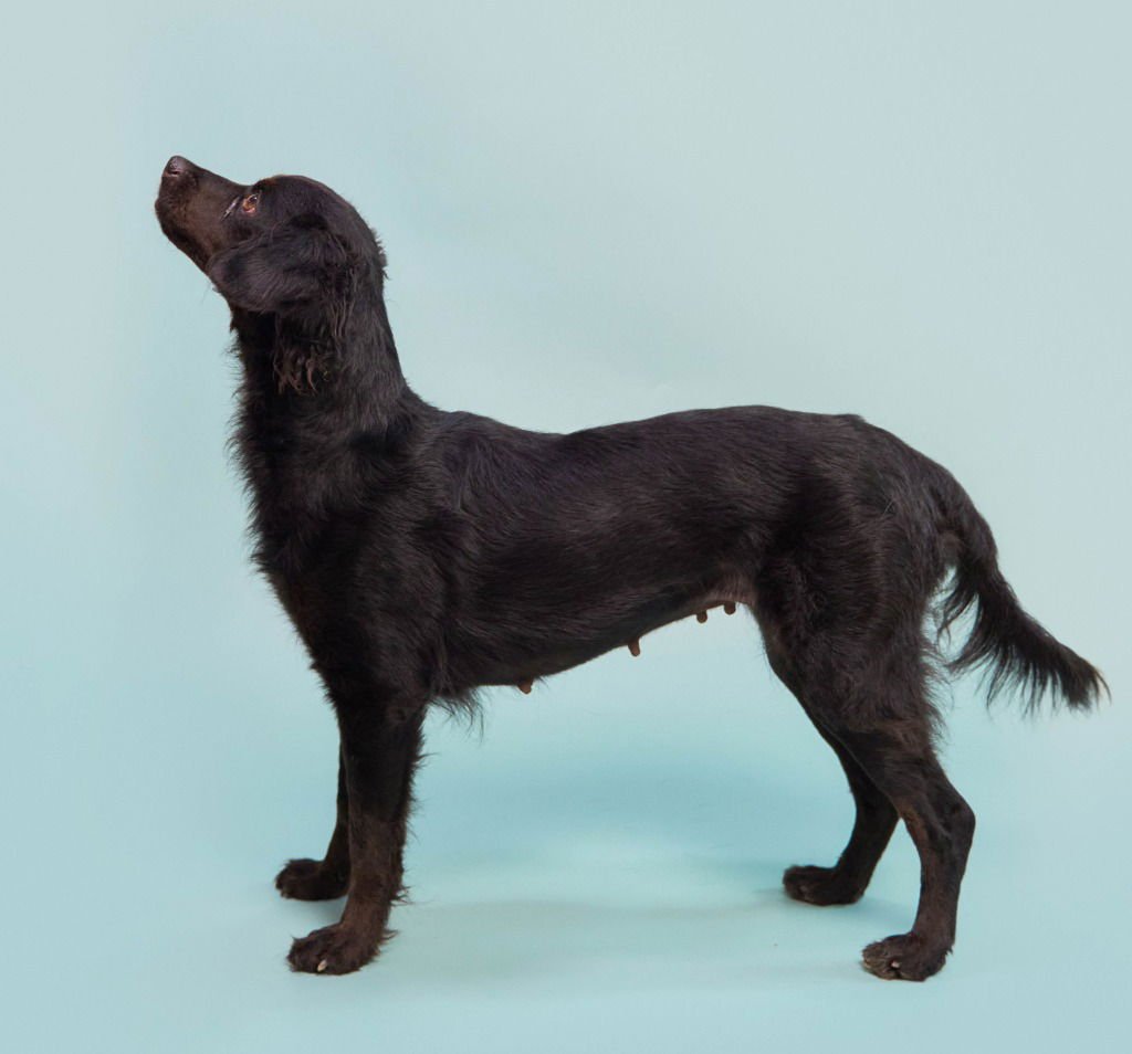 KOMBANGWA (SOI DOG) - Spaniel / Dachshund available for adoption