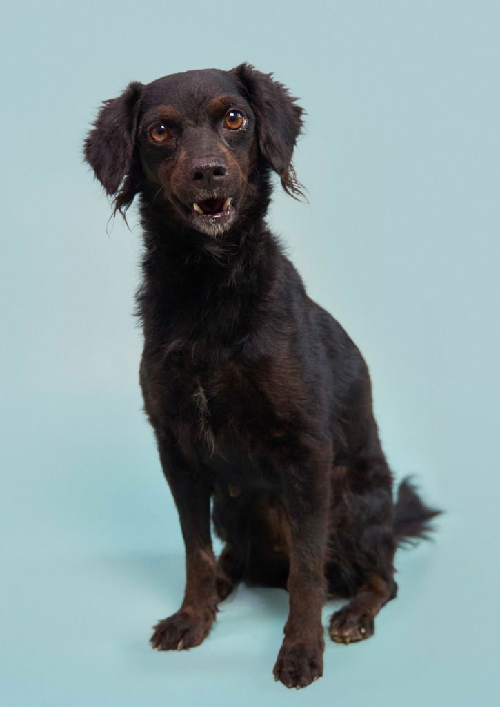 Kombangwa (Soi Dog) - Photo 3