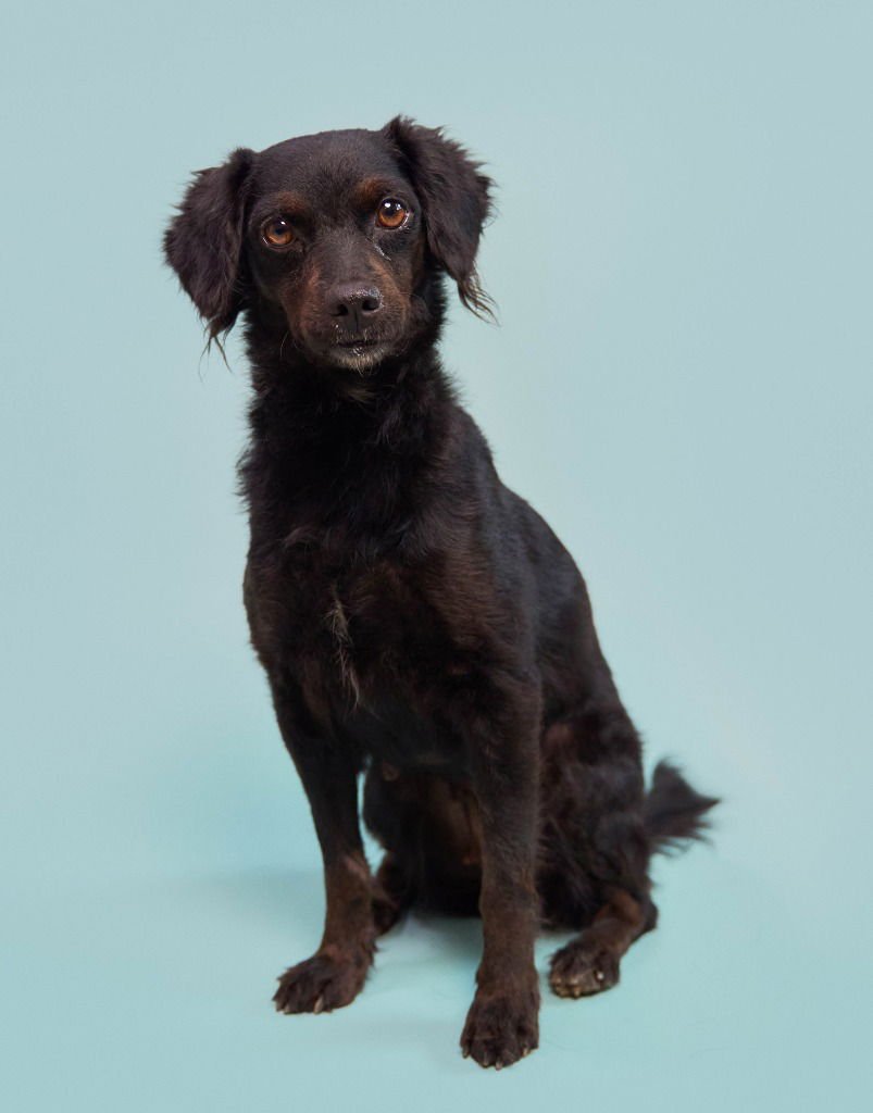 Kombangwa (Soi Dog) - Photo 4