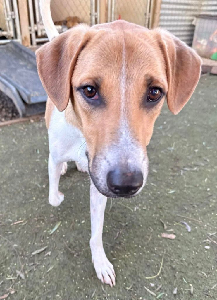 KANPLOO (SOI DOG) - Affenpinscher available for adoption