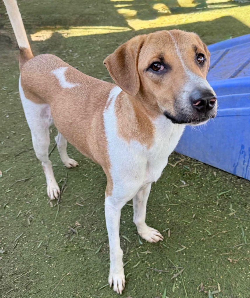 KANPLOO (SOI DOG) - Affenpinscher available for adoption