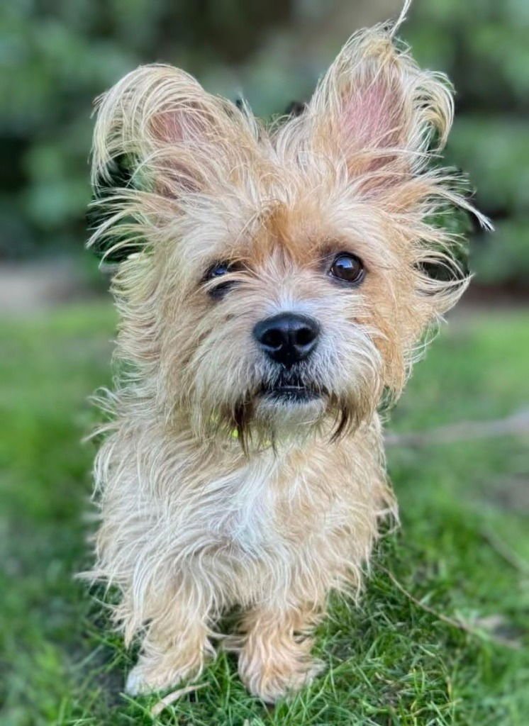 NEBULA - Cairn Terrier / West Highland White Terrier Westie available for adoption