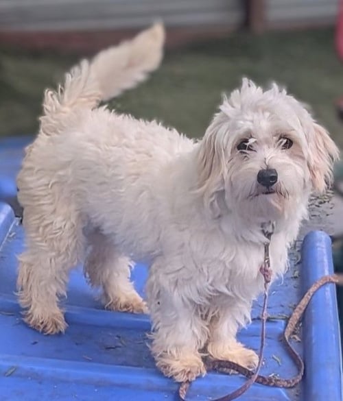 MOLLY - Maltese / Poodle (unknown type) available for adoption
