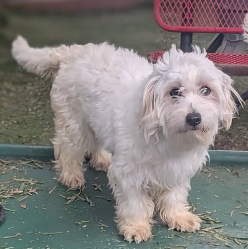 MOLLY - Maltese / Poodle (unknown type) available for adoption
