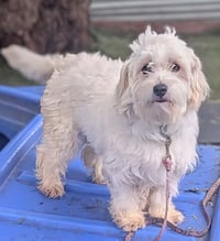 Molly - Photo 3