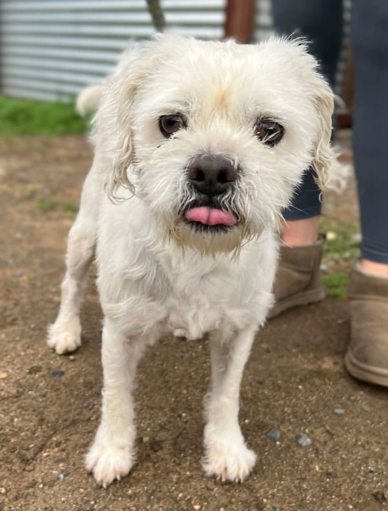 LUNAR - Terrier / West Highland White Terrier Westie available for adoption