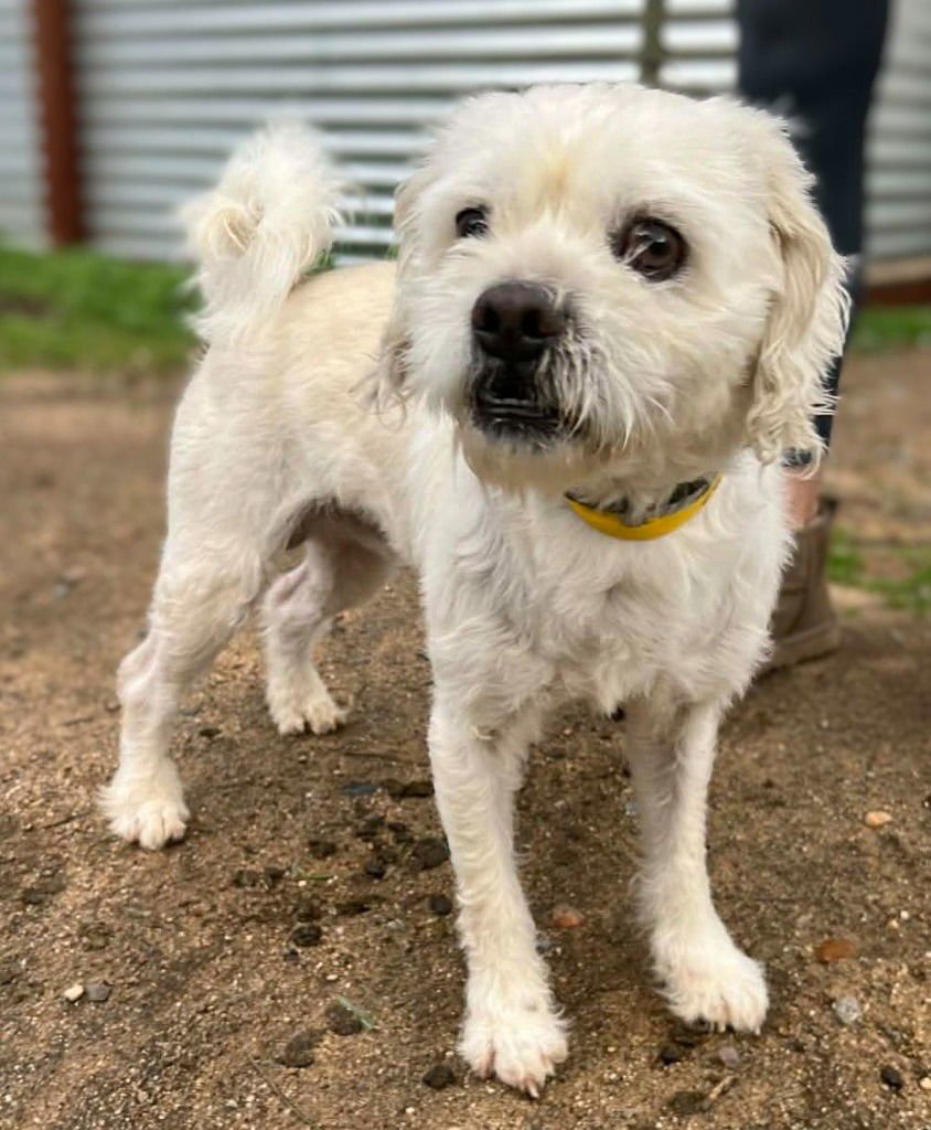 LUNAR - Terrier / West Highland White Terrier Westie available for adoption