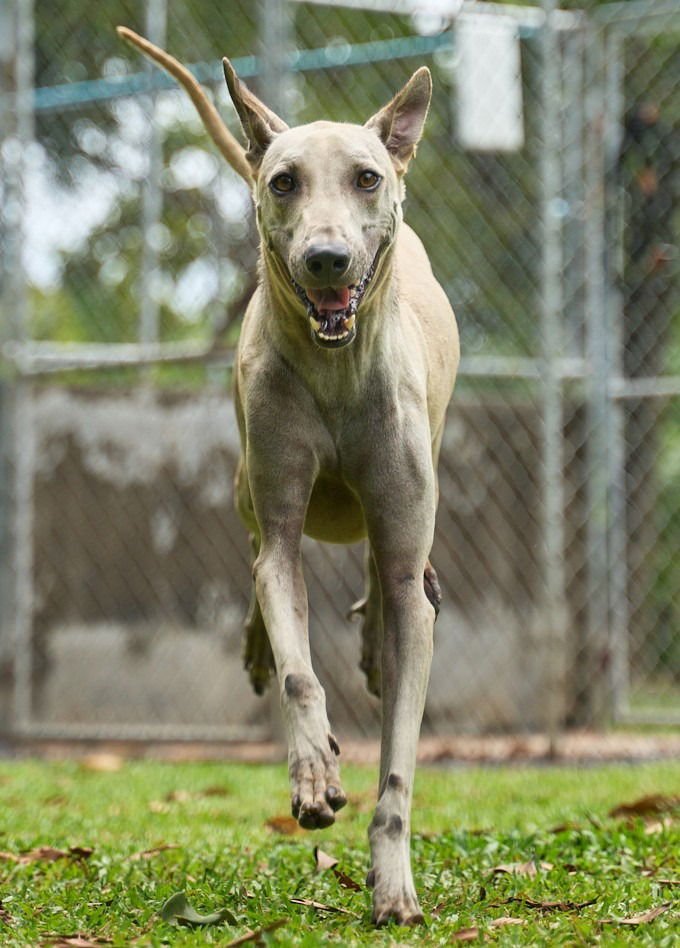 VANNY (SOI DOG) - Thai Ridgeback available for adoption