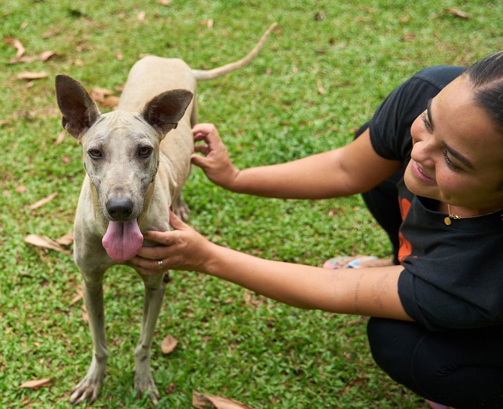 VANNY (SOI DOG) - Thai Ridgeback available for adoption