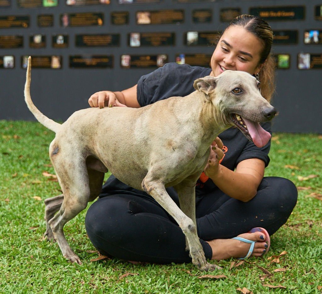 Vanny (Soi Dog) - Photo 3
