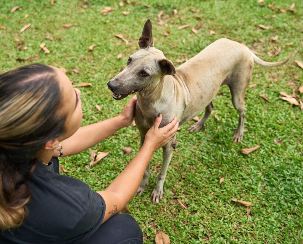 Vanny (Soi Dog) - Photo 4