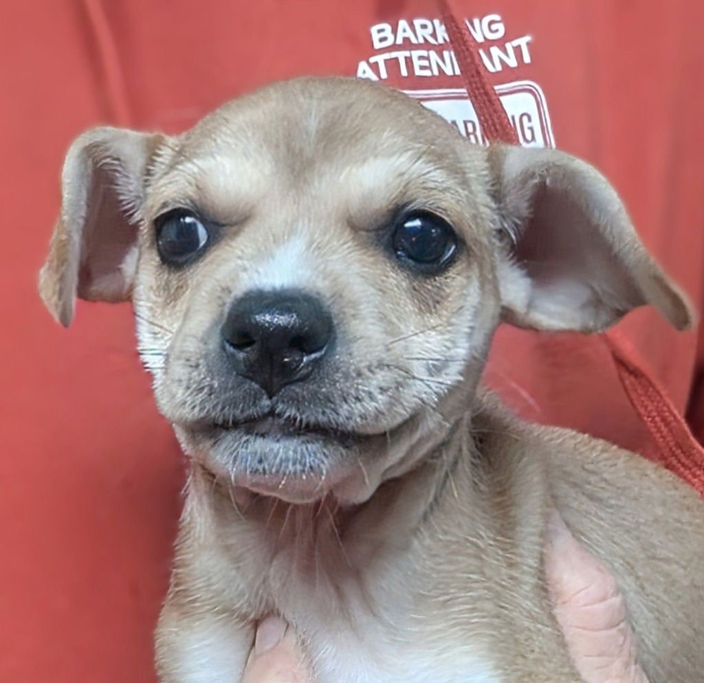 PLANKTON - Beagle / Wirehaired Fox Terrier available for adoption