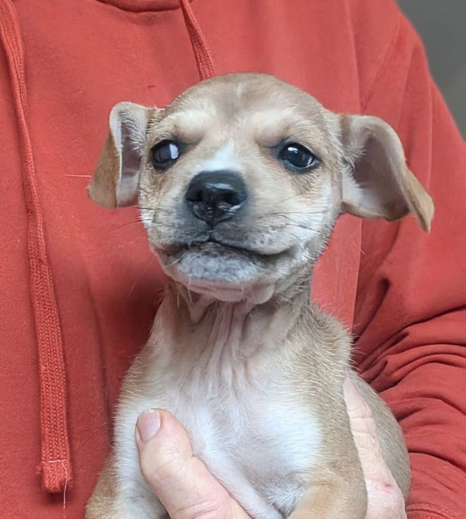 PLANKTON - Beagle / Wirehaired Fox Terrier available for adoption