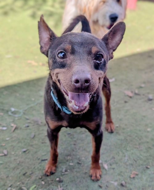MOLTZAN - Miniature Pinscher available for adoption