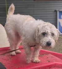 Milo - Photo 2