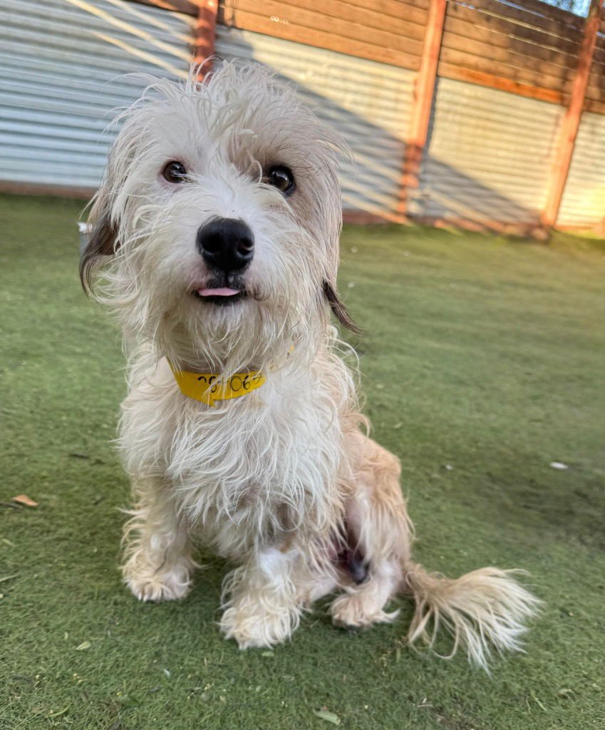 ZEPHYR - Tibetan Terrier / Poodle (unknown type) available for adoption