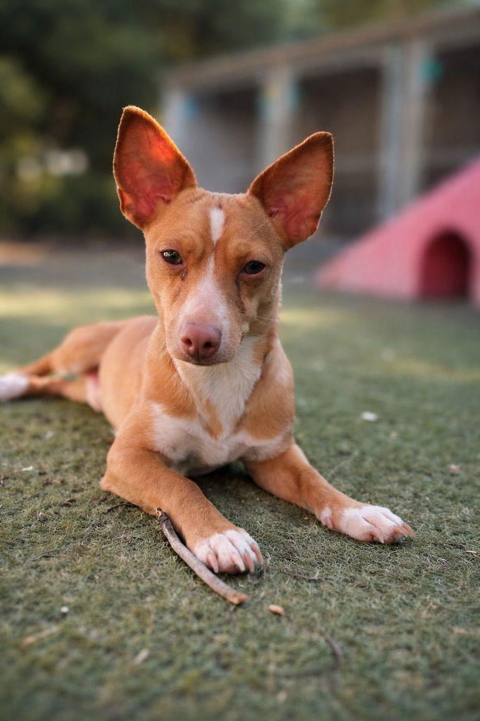 VESPER - Basenji available for adoption