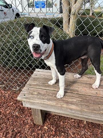 BO - American Pit Bull Terrier available for adoption