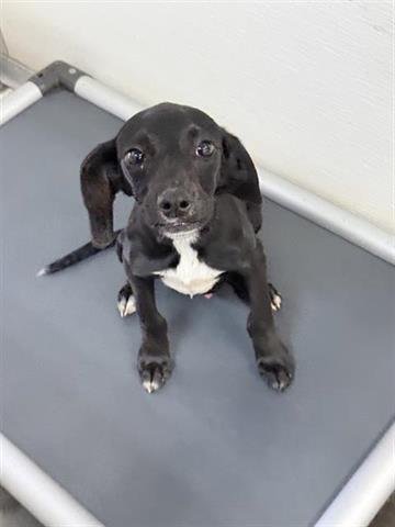 BOW - German Shorthaired Pointer available for adoption