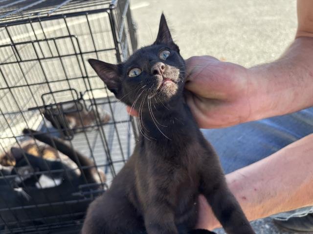 ATTINA - Domestic Short Hair available for adoption