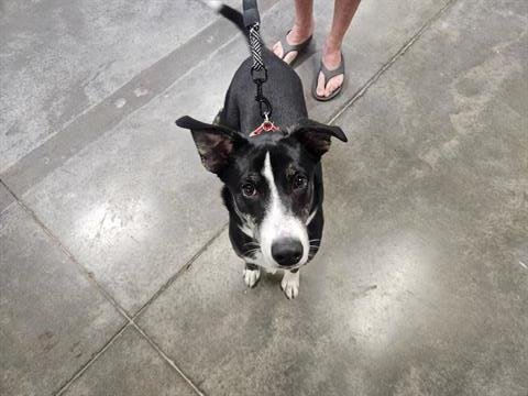 MAX - Labrador Retriever available for adoption