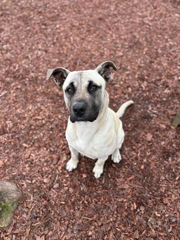 GRIZZLY - Anatolian Shepherd available for adoption