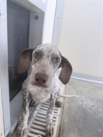 BULLET - German Shorthaired Pointer available for adoption