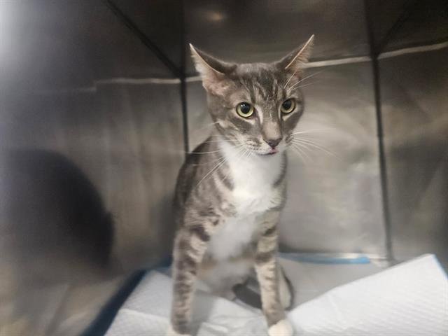 EVEREST - Domestic Short Hair available for adoption