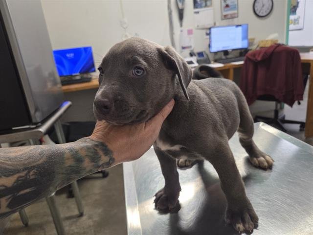 JACK - Labrador Retriever available for adoption