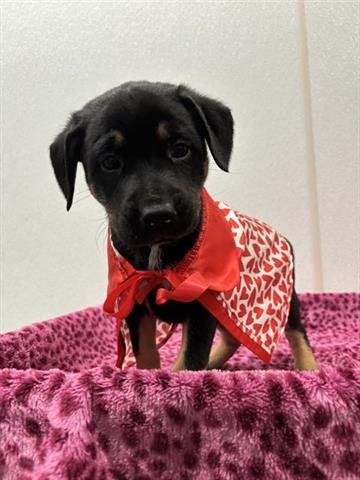 PEACH - Labrador Retriever / Boxer available for adoption