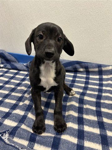 WANDA - Terrier available for adoption