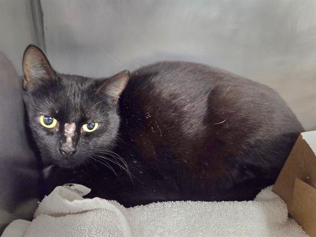 STITCH - Domestic Short Hair available for adoption