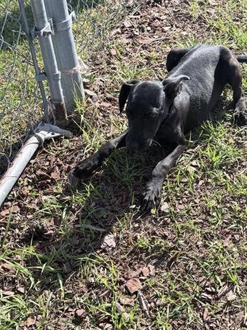 ARROW - German Shorthaired Pointer available for adoption