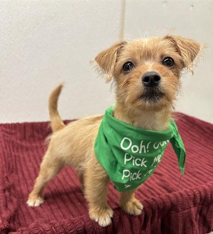 SCOOBY - Terrier available for adoption