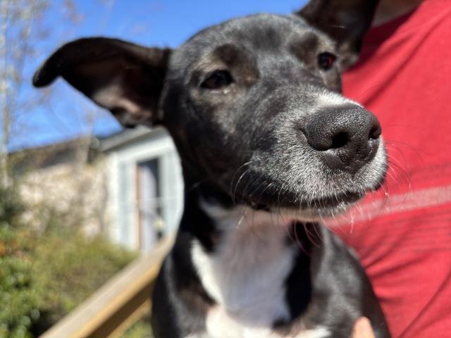 SKUNK - Pit Bull Terrier available for adoption