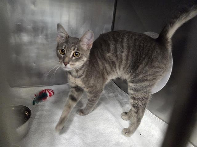 FELICITY - Domestic Short Hair available for adoption