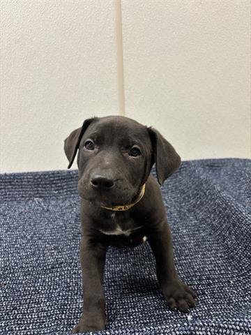 FABRIZIO - Labrador Retriever available for adoption